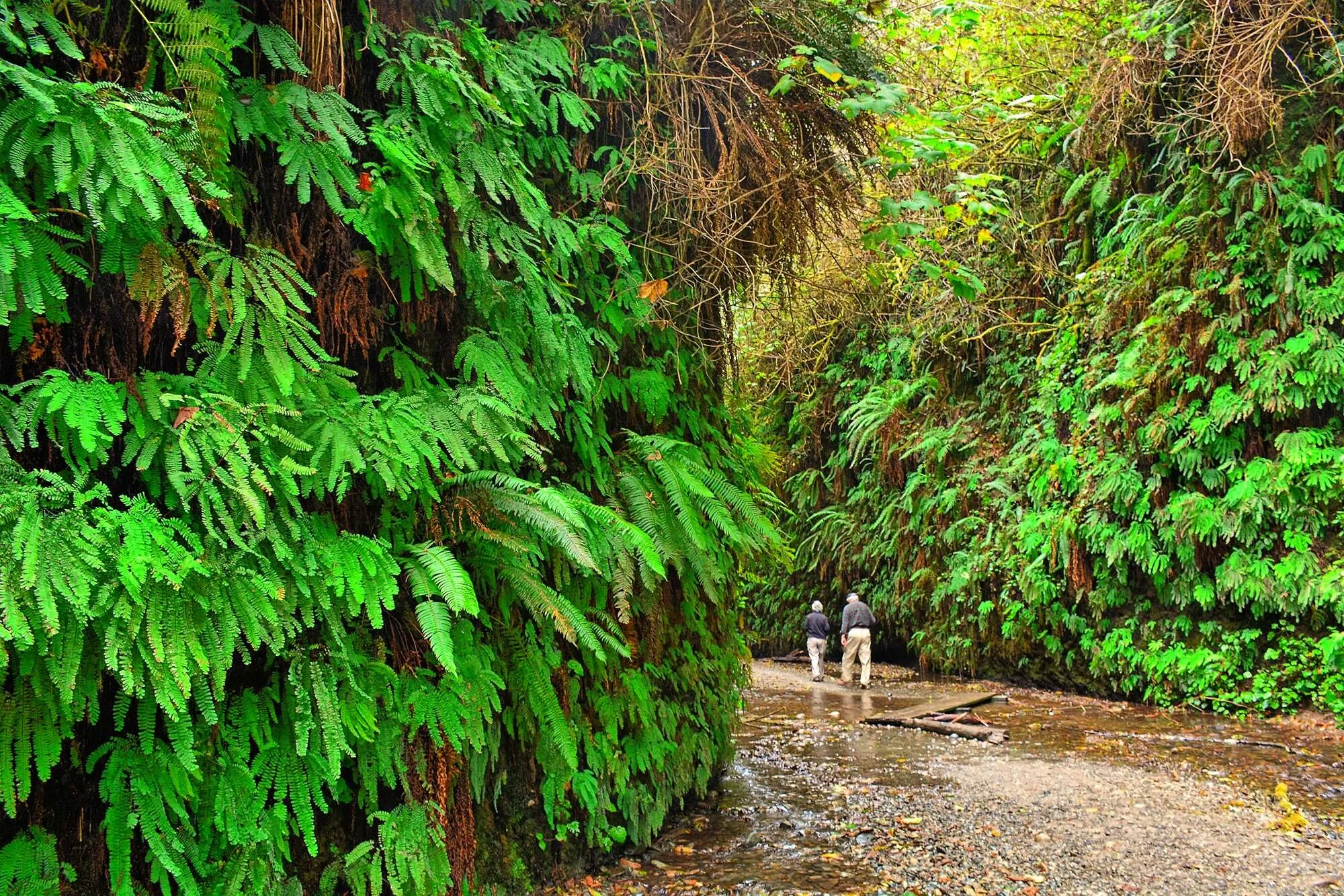 Visitors walking through the shallow stream beneath lush fern-covered walls in Fern Canyon